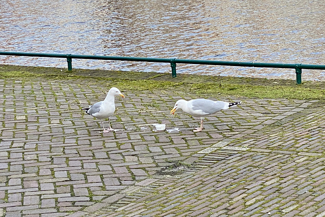 Gulls eating lunch