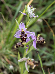 Ophrys scolopax - 2015-04-20--D4 DSC0316