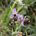 Ophrys scolopax - 2015-04-20--D4 DSC0316