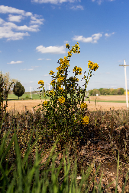 Butterweed Plant (Explored)