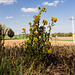 Butterweed Plant (Explored)