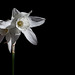 134/366: Elegant White Daffodils