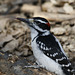 pic chevelu / hairy woodpecker
