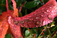 Raindropped Autumn Leaves
