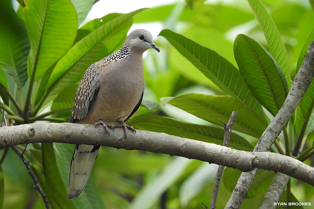 20190717-6002 Spotted dove