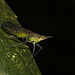 LeafhopperIMG_3134