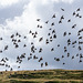 A Flock of Starlings