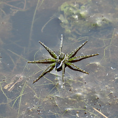 Fishing spider (Dolomedes sp)