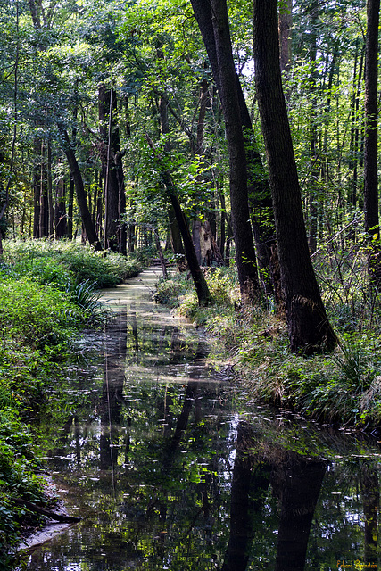 Fließe im Spreewald