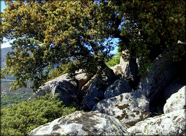 Holm oak / encina