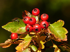 Autumn  berries