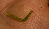 CaterpillarIMG_3121