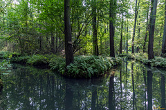 Fließe im Spreewald
