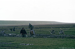 Landgewinnung am Leuchtturm Westerhever (1999)