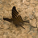 ButterflyIMG_3165