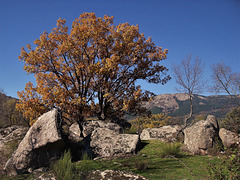 Oak in autumn. Bosque de La Herrería.