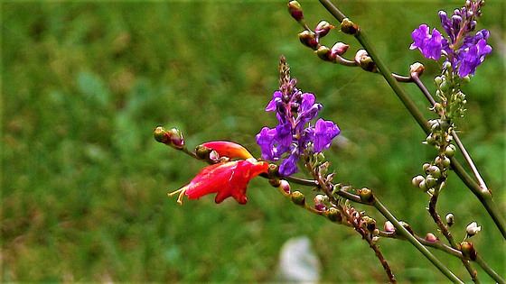 A lone survivor of the mombretia with the purple Loosestrife