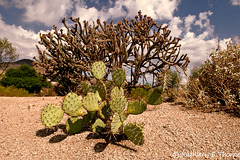 Prickly Pear and Cholla Cactus Boulders Arizona 2011
