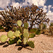 Prickly Pear and Cholla Cactus Boulders Arizona 2011