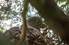 pigeon ramier (Columba palumbus)