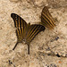 ButterflyIMG_3152