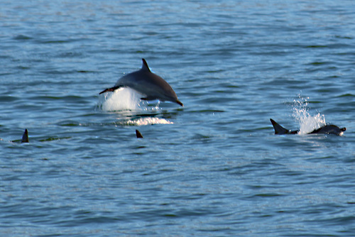 Dolphins Performed in the Bay