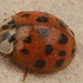 Ladybird IMG 4552