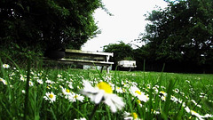 Daisies In Lawn