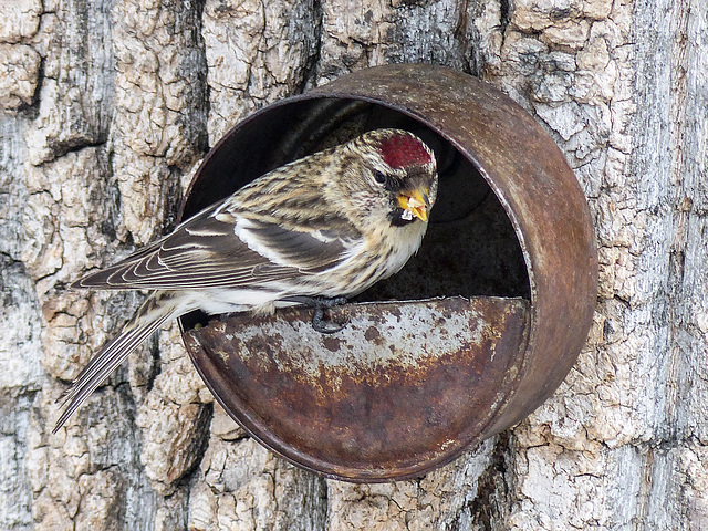 Dainty little Common Redpoll