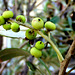 Oliven Früchte nördlich der Alpen... ©UdoSm