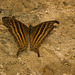 ButterflyIMG_3167