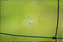 The cobweb on the fence - HFF