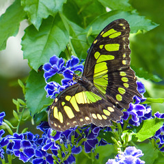 Malachite butterfly on blue