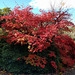 Autumn Colours In The Walled Garden