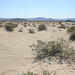 Crossing the Mojave--
