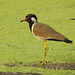 20190328-1850 Red-wattled lapwing