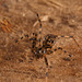 Spider IMG 4592