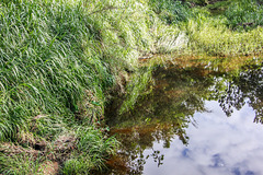 Enoggera Creek