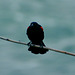 Canada 2016 – Niagara Falls – Red-winged Blackbird