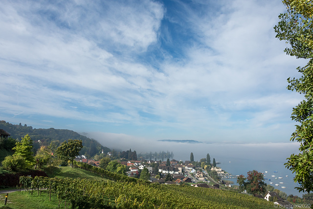 Nebel über dem Untersee - Blick vom Schloss Arenenberg über Mannenbach zur Höri (© Buelipix)