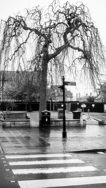 Weeping Willow in the Rain