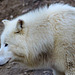 Loup de l'Arctique = Canis lupus (Canidé)