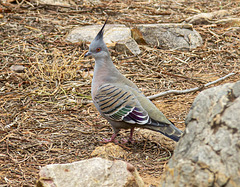 Colombe lophote - Crested pigeon