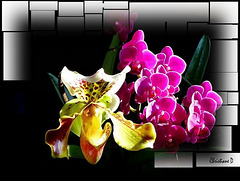 Des orchidées dans la maison ... quand ça veut bien (:o)) *** Orchids in the house... when possible (:o))