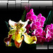 Des orchidées dans la maison ... quand ça veut bien (:o)) *** Orchids in the house... when possible (:o))