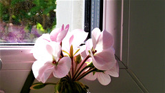 I started to open the window - the flower almost went outside.