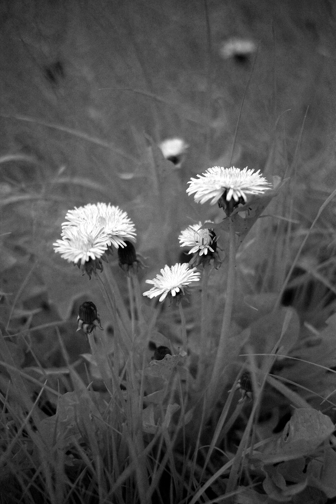 Year's first infrared: Dandelions