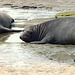 elephant seal pups