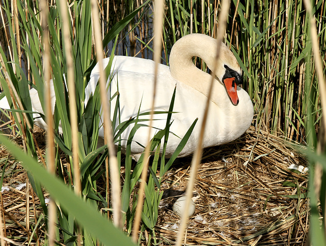 Der Schwan und das Ei