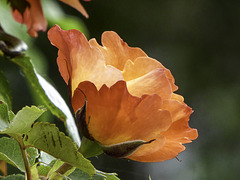 Backlit Rose